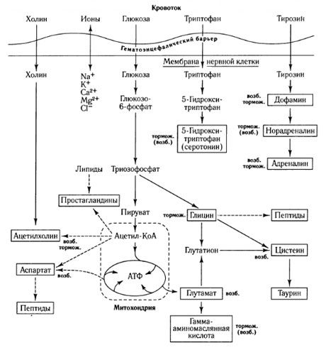 Пути обмена медиаторов и роль гематоэнцефалического барьера в обмене веществ (по: Шеперд, 1987)