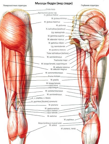 Мышцы таза (мышцы тазового пояса)