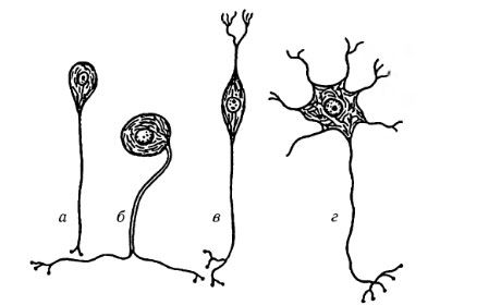 Типы нервных клеток