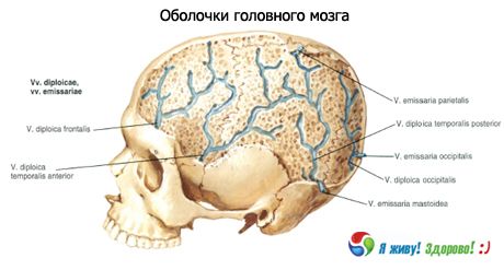 Оболочки головного мозга