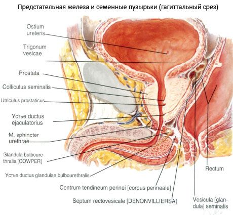 Простата (предстательная железа)