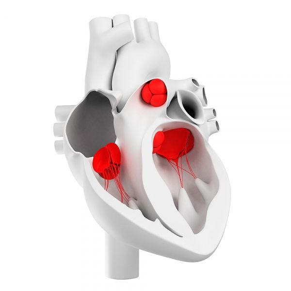 Сердечные клапаны и их морфологическое строение