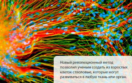 Созданы стволовые клетки, которые развиваются в любую ткань или орган