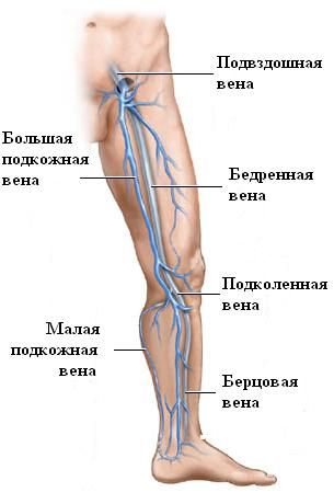 Кровообращение ног