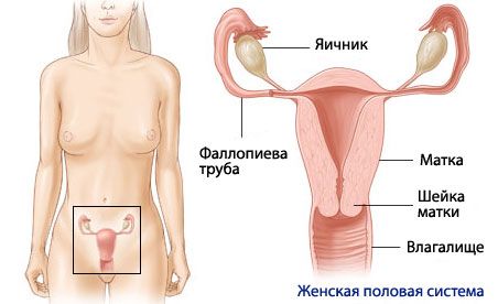 Анатомия и физиология женской репродуктивной системы