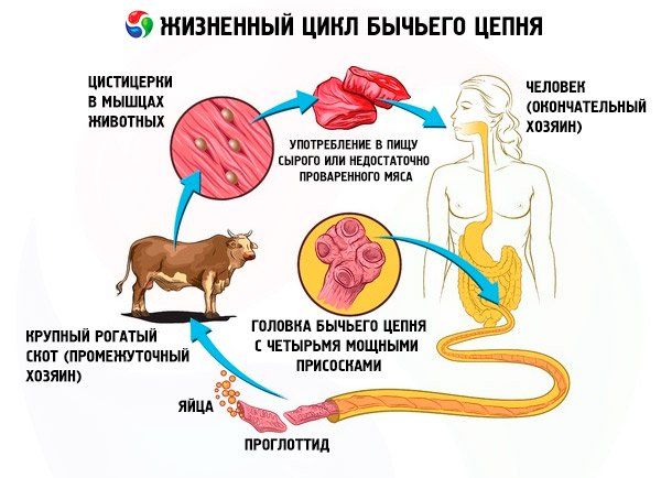 Цикл развития паразита бычий цепень