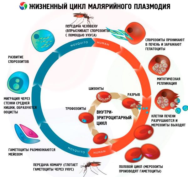 Описания цикла развития плазмодия