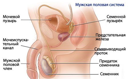 Анатомия и физиология мужской репродуктивной системы