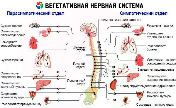 metody issledovaniya vegetativnoy nervnoy sistemy 1