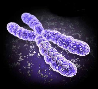 Причина мигрени - мутация участка Х-хромосомы