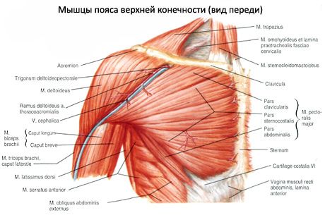 Дельтовидная мышца