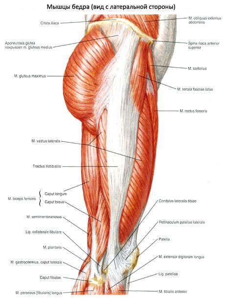 Мышцы таза (мышцы тазового пояса)