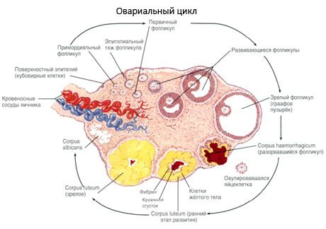 Овогенез. Менструальный цикл