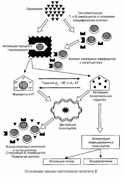 Схема патогенеза гепатита В