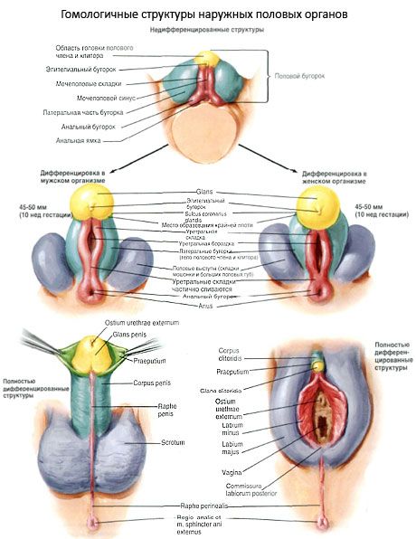 Гомологичные структуры наружных половых органов