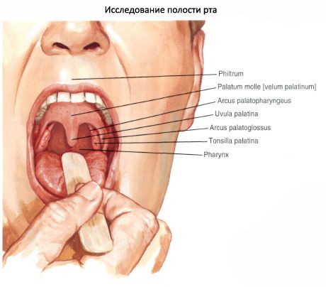 Полость рта