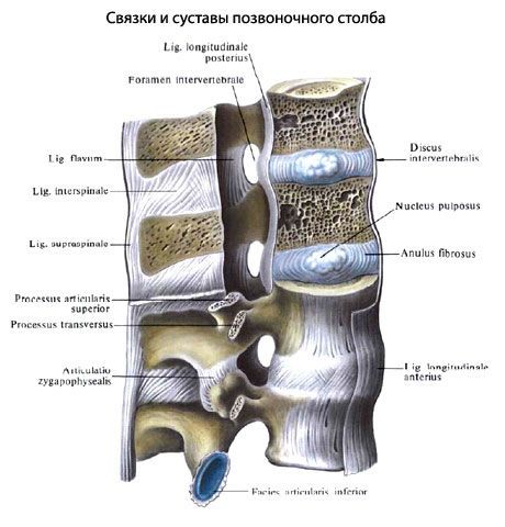 Тип соединения костей в позвонках и позвоночнике