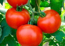 allergiya na pomidory