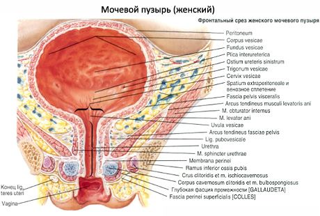 Женский мочеиспускательный канал, женская уретра