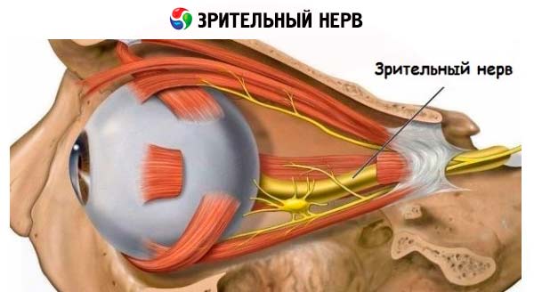 Проверка сетчатки и зрительного нерва